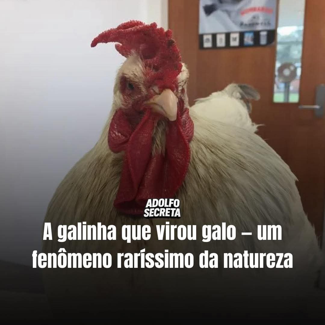 APÓS BOTAR OVO GALINHA VIRA GALO NO RIO GRANDE DO SUL! APÓS BOTAR OVO GALINHA VIRA GALO NO RIO GRANDE DO SUL!