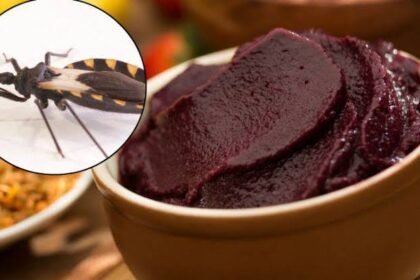 JOVEM MORRE APÓS CONSUMIR AÇAÍ CONTAMINADO COM FEZES DO INSETO TRANSMISSOR DA DOENÇA DE CHAGAS